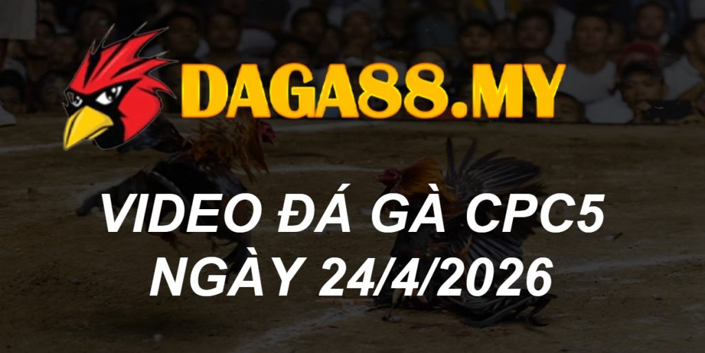 Video gà Video CPC5 ngày 24/04/2026