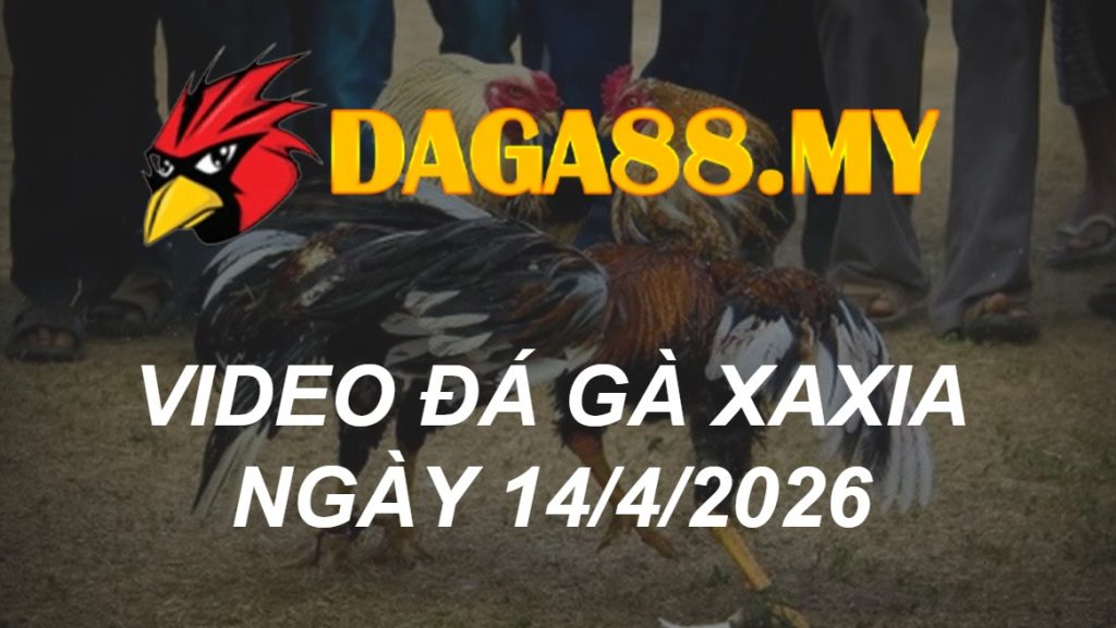 VIDEO GÀ XAXIA NGÀY 14/4/2026